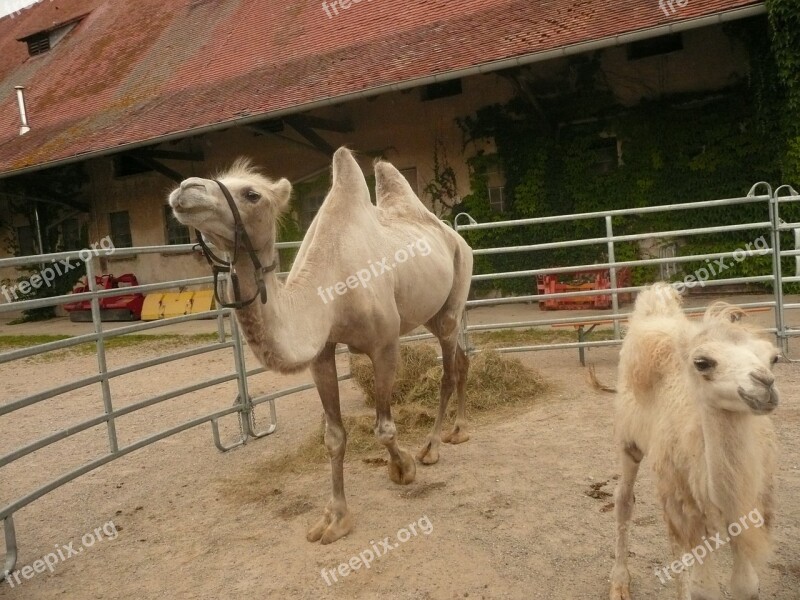 Camel Foals Sanfrancisco Freiburg Domestic Animals Free Photos