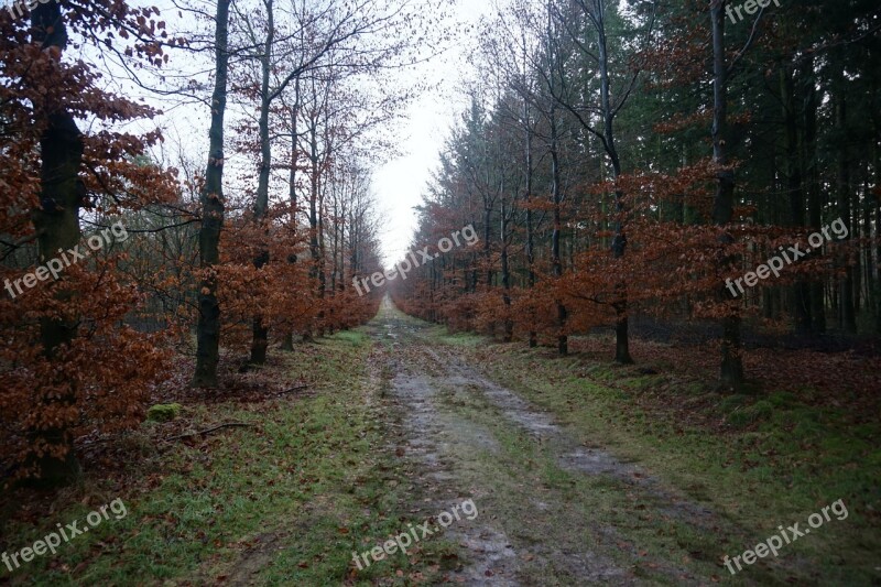 Autumn Forest Light Nature Trees