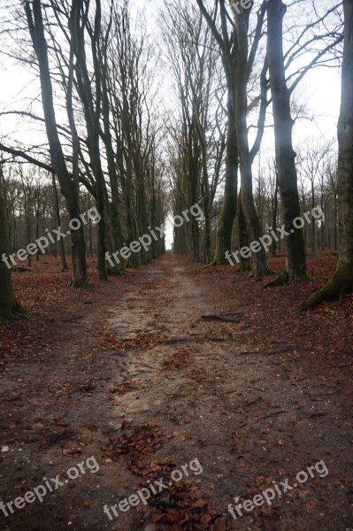 Trees Path Forest Path Nature Tree