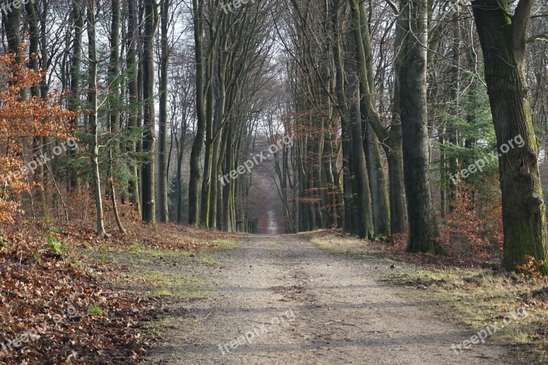 Forest Trees Forest Path Tree Winter