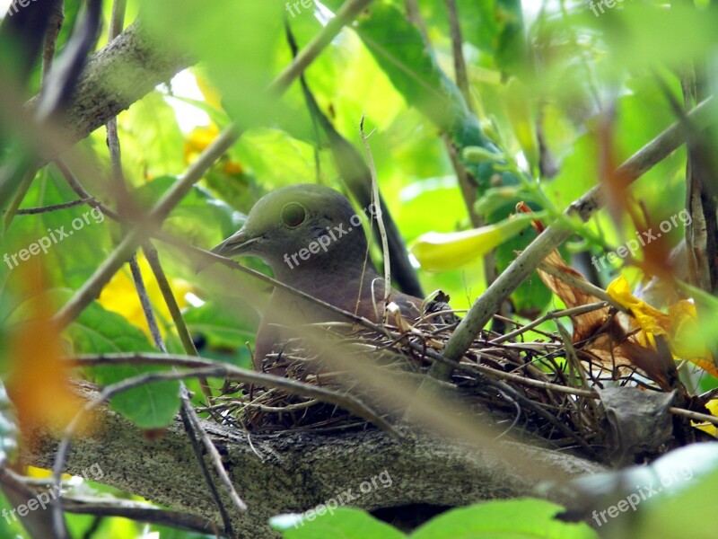 Birds Nature Nest Bird Animal World