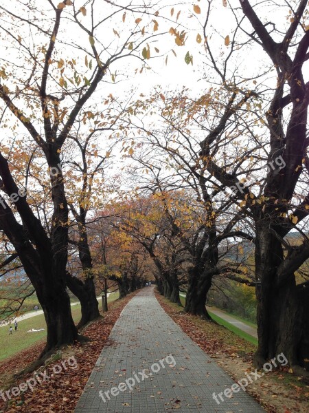 Autumn One Road Tree-lined Avenue Street Trees Fallen Leaves