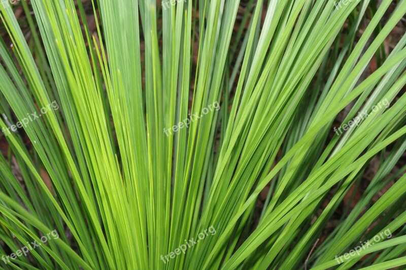 Greenery Plant Green Nature Foliage