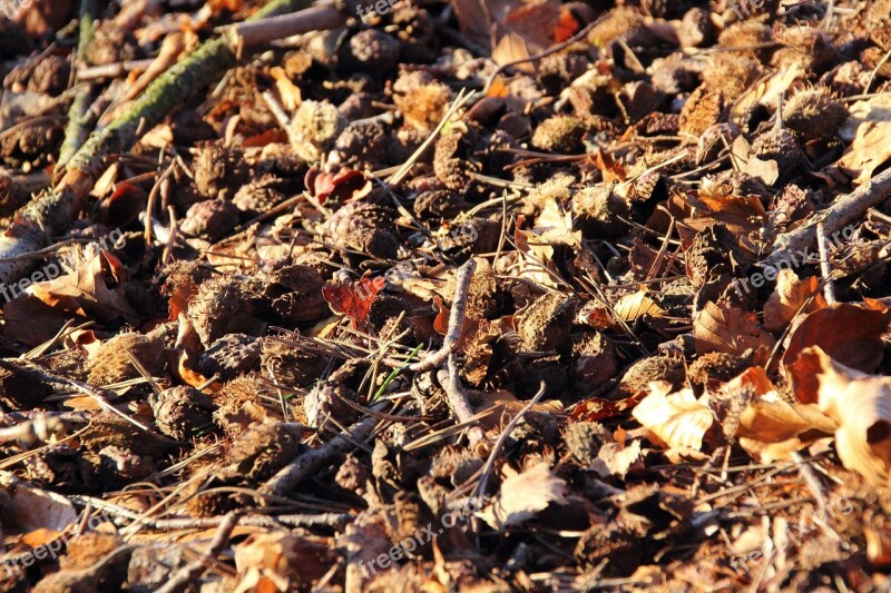 Beech Nuts Beech Forest Floor Fruits Fruit Pods