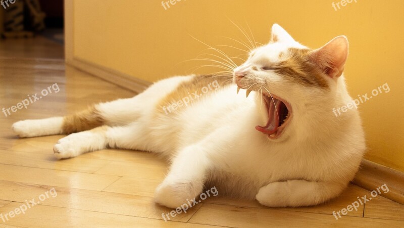 Cat White Yawns It Lies Free Photos