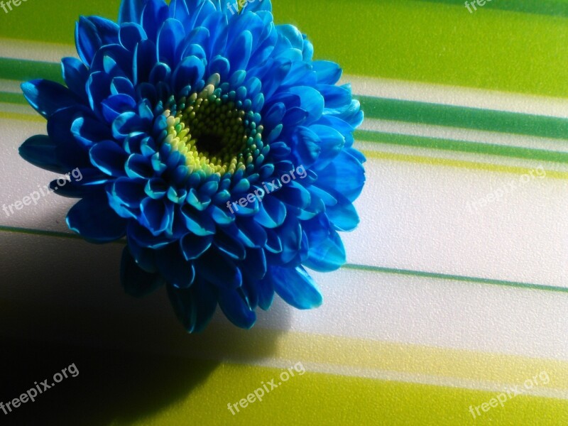 Blue Flower Strips Green Wallpaper Free Photos