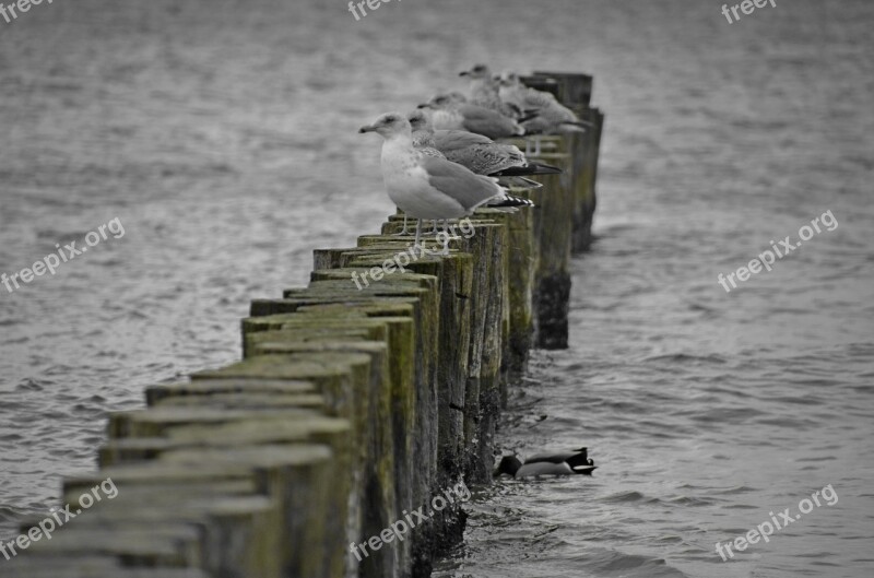 Gulls Baltic Sea Groyne Water Water Bird