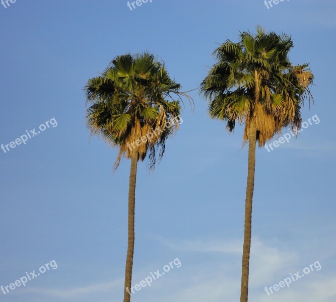 Palm Trees Tropical Trees Beach Palm