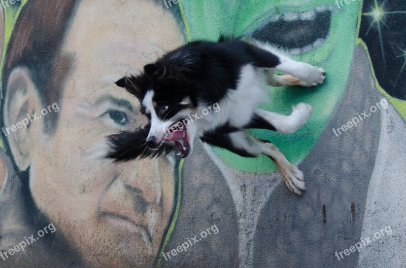 Border Collie Dog Tricks Dog Show Trick Dog Trick Trick