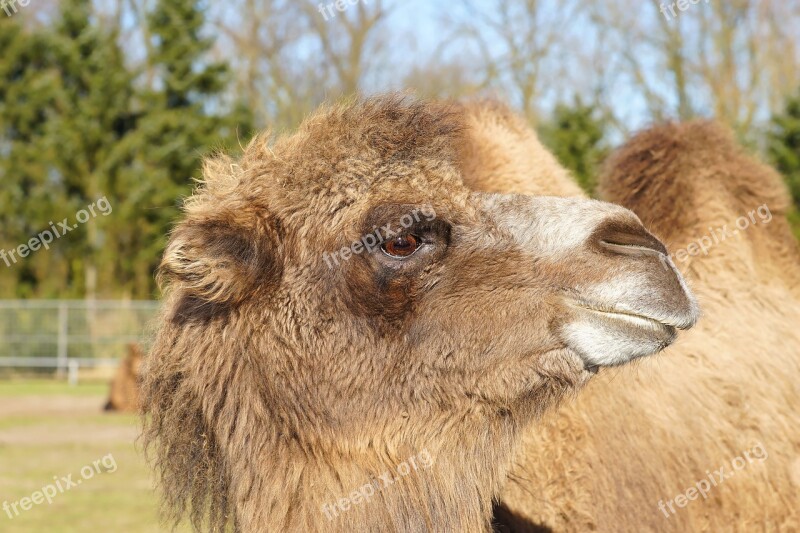 Camel Brown Head Eye Fur