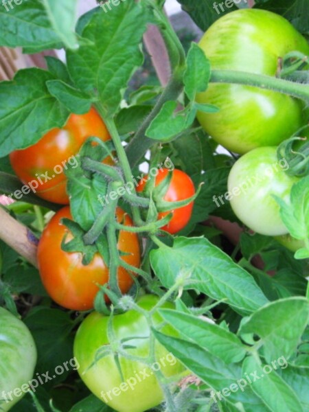 Tomatoes Tomato Garden Vegetable Growing