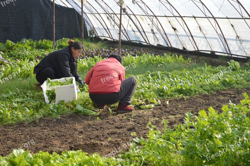 Farmers Women Asian Farm Organic