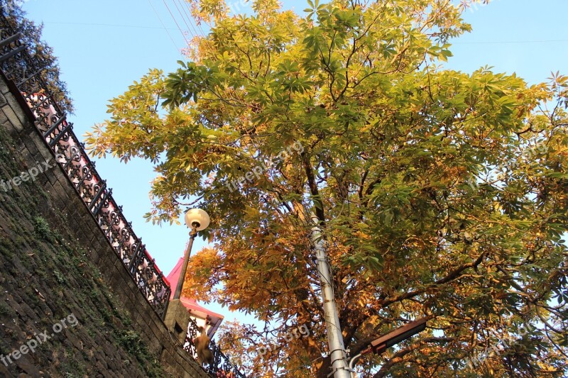 Greenery Tree Nature Environment Natural