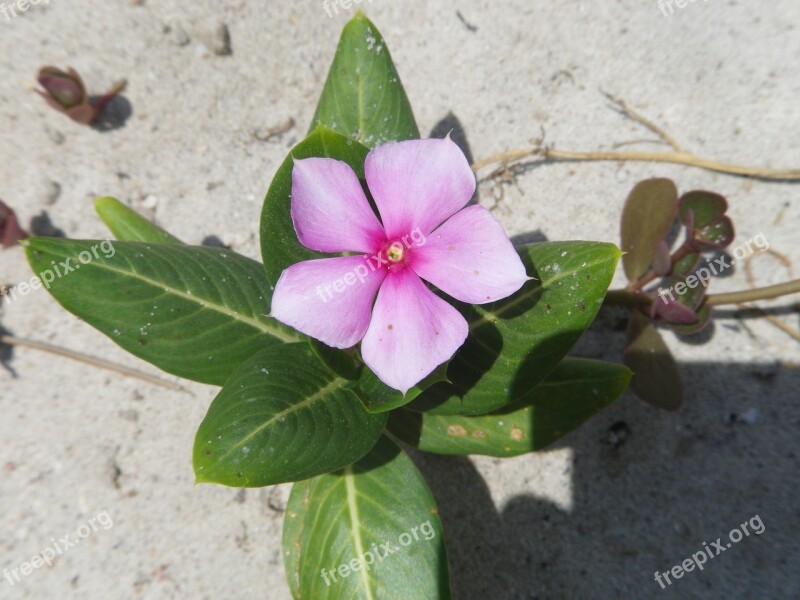 Flowers Sandy Summer Thailand Free Photos