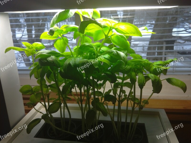 Basil Herb Zengrove Plant Green