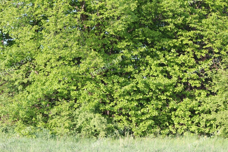 Green Leaves Beech Forest Free Photos