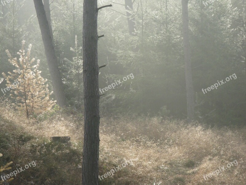 Forest Forest Floor Misty Tree Trunk Fir Tree