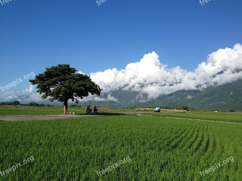 Taiwan Ikegami In Rice Field Free Photos