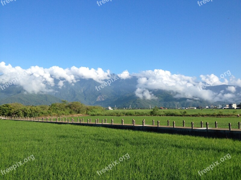 Taiwan Ikegami In Rice Field Free Photos