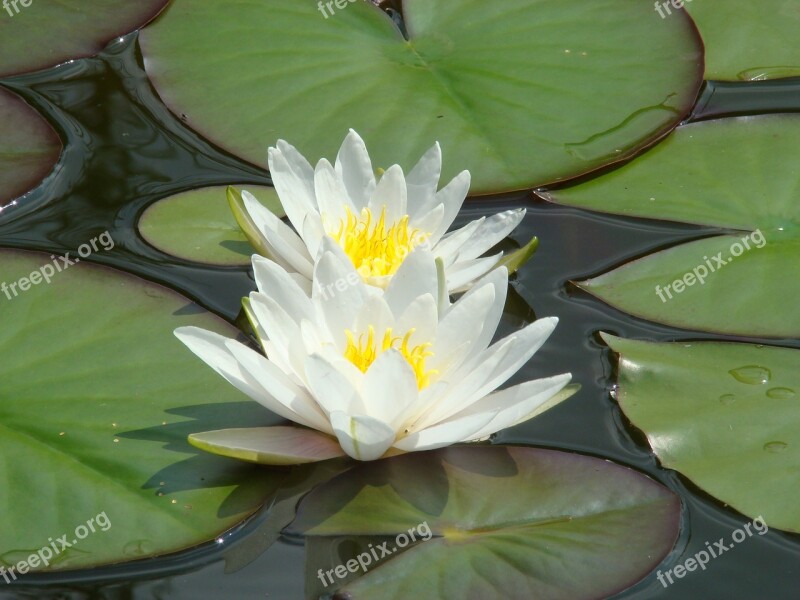 Waterlily Flower Lotus Nature Lily