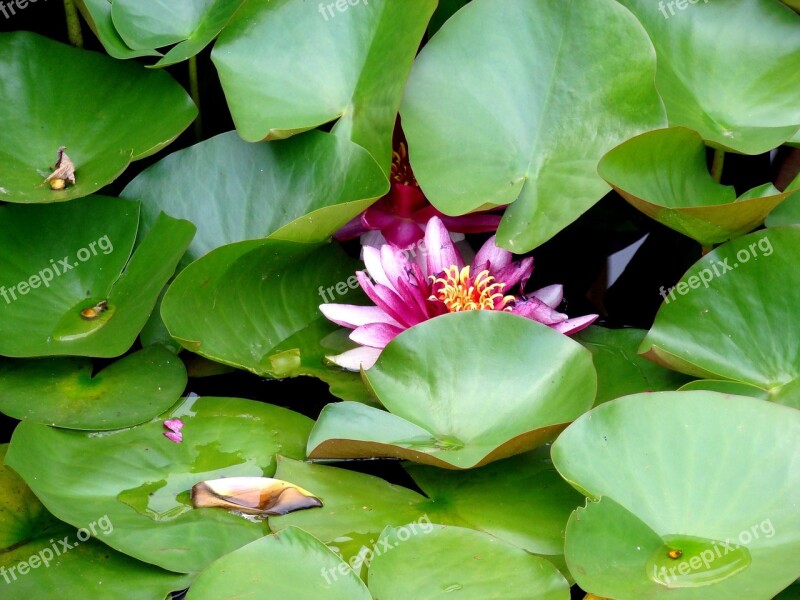 Flower Waterlily Lotus Botany Water