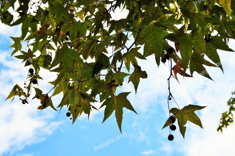 Plane Tree Tree Plane Twigs Seeds Foliage