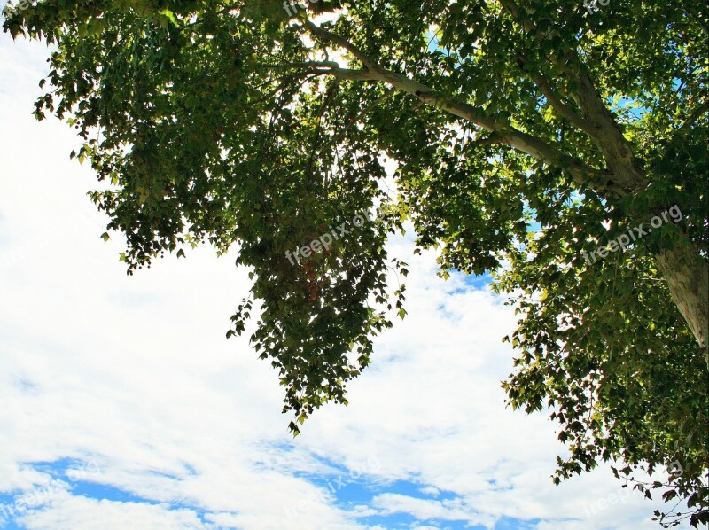 Plane Tree Tree Plane Branches Foliage