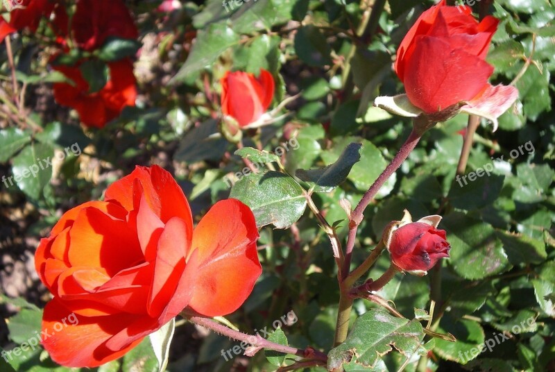 Roses Gran Canaria Garden Free Photos