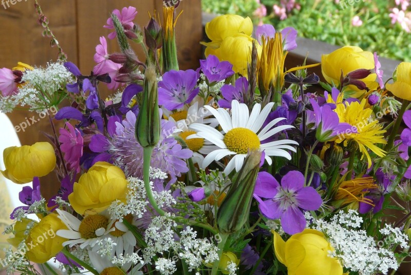 Flowers Alpine Alpine Flower Free Photos