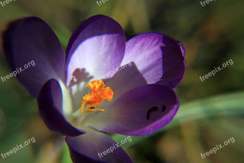 Crocus Purple Close Up Macro Bloom