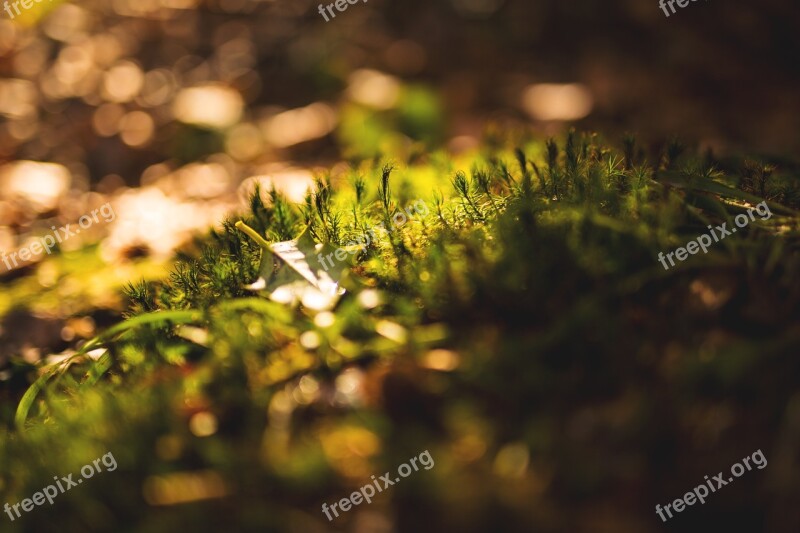 Autumn Forest Moss Mushrooms Green