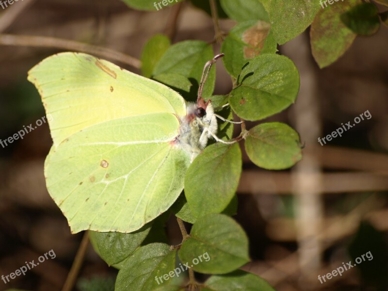 Butterfly Yellow Spring Gonepteryx Rhamni Close Up