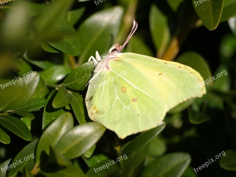 Gonepteryx Rhamni Butterfly Yellow Insect Spring