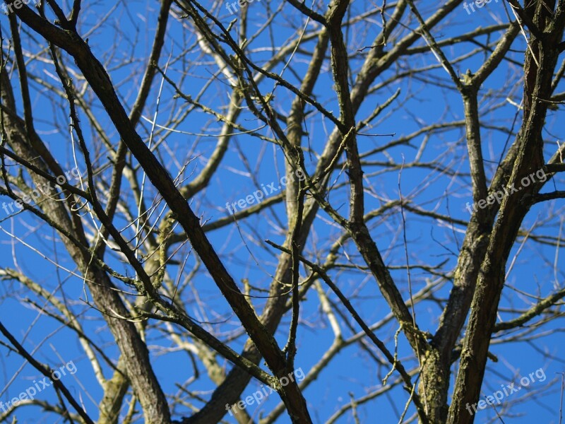 Tree Dead Plant Old Sky Branches