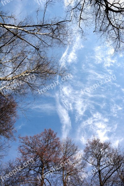 Sky Blue Canopy Trees Blue Sky