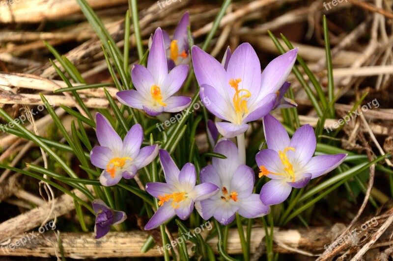 Crocus Wild Crocus Spring Awakening Spring Blossoms Flower