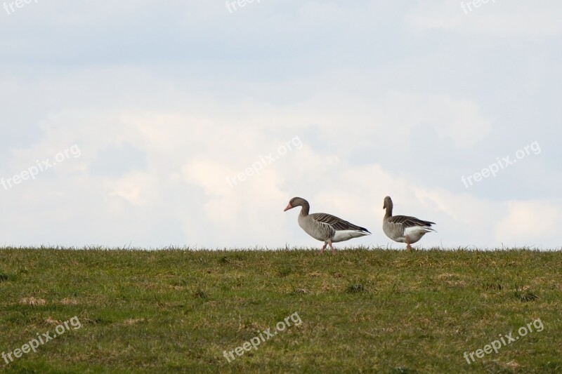 Grey Geese Migratory Bird Nature Geese Migratory Birds