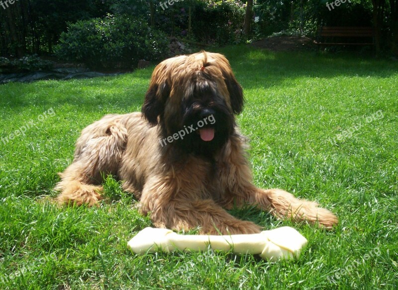 Dog Bot Briard Free Photos