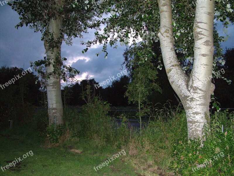 Tree Nature Landscape Forest Autumn