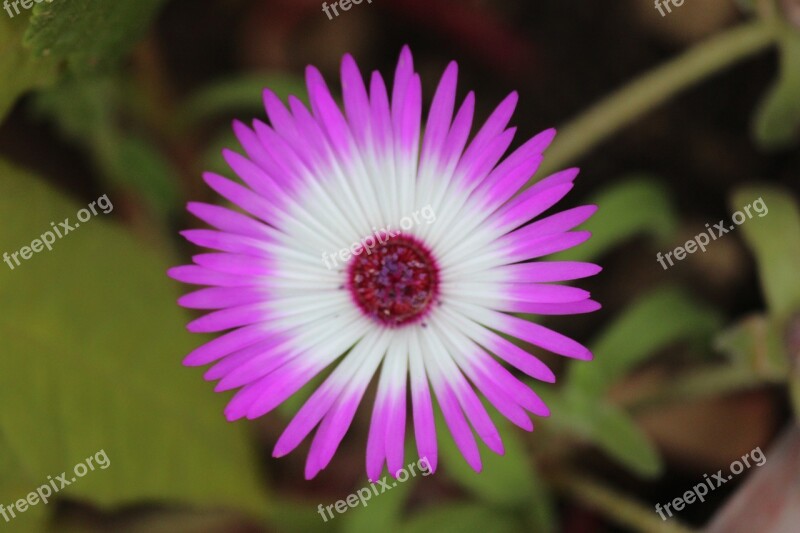 Daisy Flower Livingstone Daisy Floral Bright