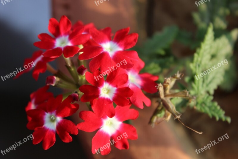 Verbena Flower Blossom Summer Bloom