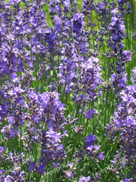 Flower Lavender Nature Free Photos