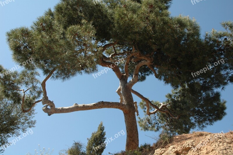 Pine Tree Summer Forest Pines