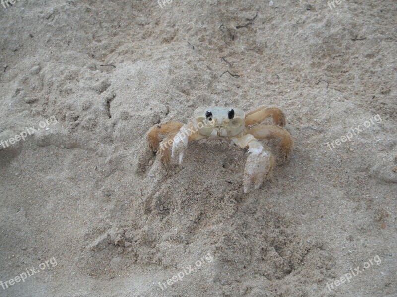 Crab Shell Beach Free Photos