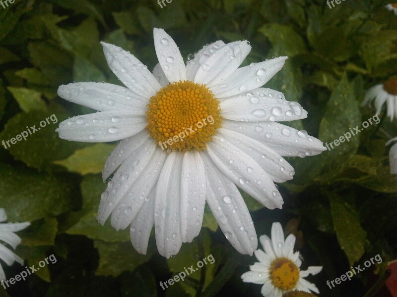 Flower Daisy White Rainy Nature