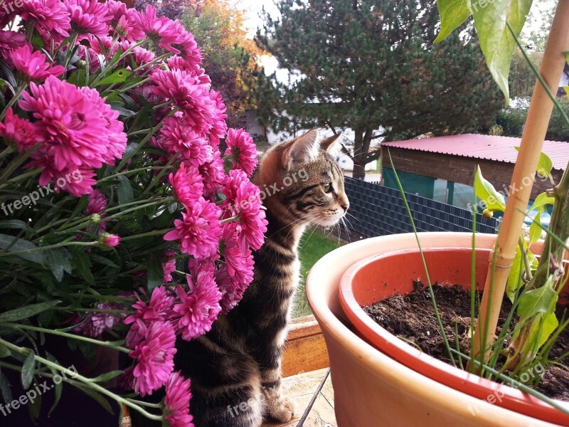 Little Kitten Flowers Summer Curiosity Free Photos