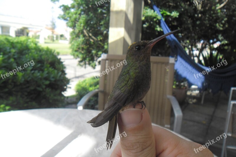 Hummingbird Hands Summer Free Photos