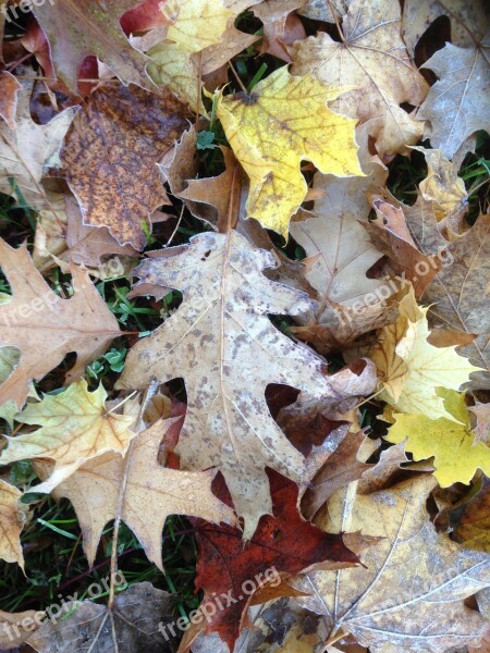 Fall Autumn Leaves Frost Brown