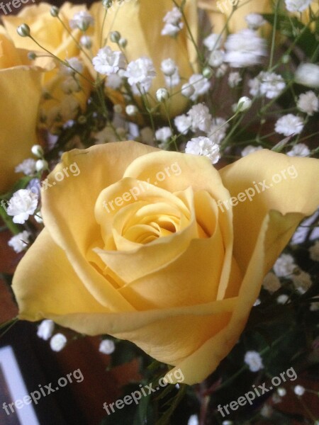 Yellow Rose Baby's Breath Flower Floral