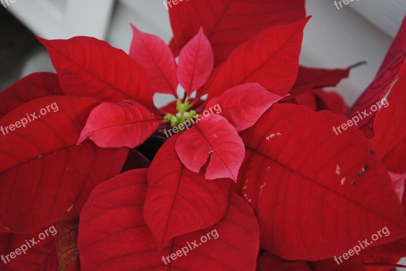 Poinsettia Red Christmas Decoration Flower